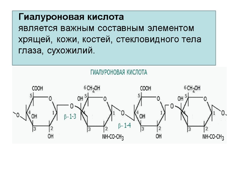 Гиалуроновая кислота является важным составным элементом хрящей, кожи, костей, стекловидного тела глаза, сухожилий.